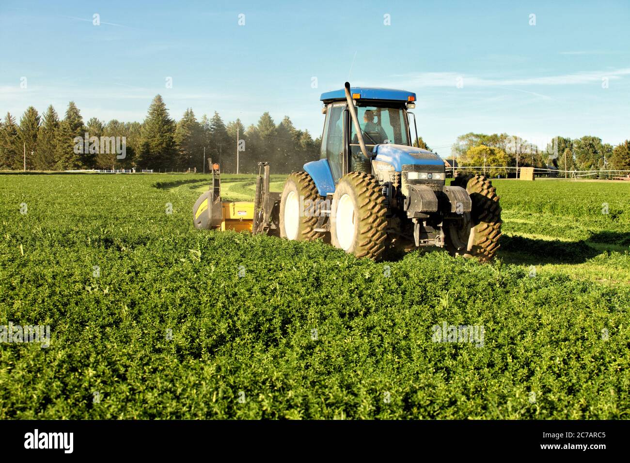 Alfalfa hay, being cut and windrowed for drying in the fertile farm fields of Idaho Stock Photo