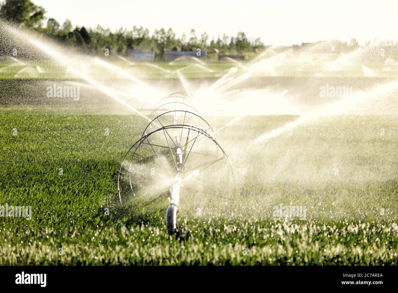 A wheel line sprinkler watering a wheat field in the fertile farm fields of Idaho. Stock Photo