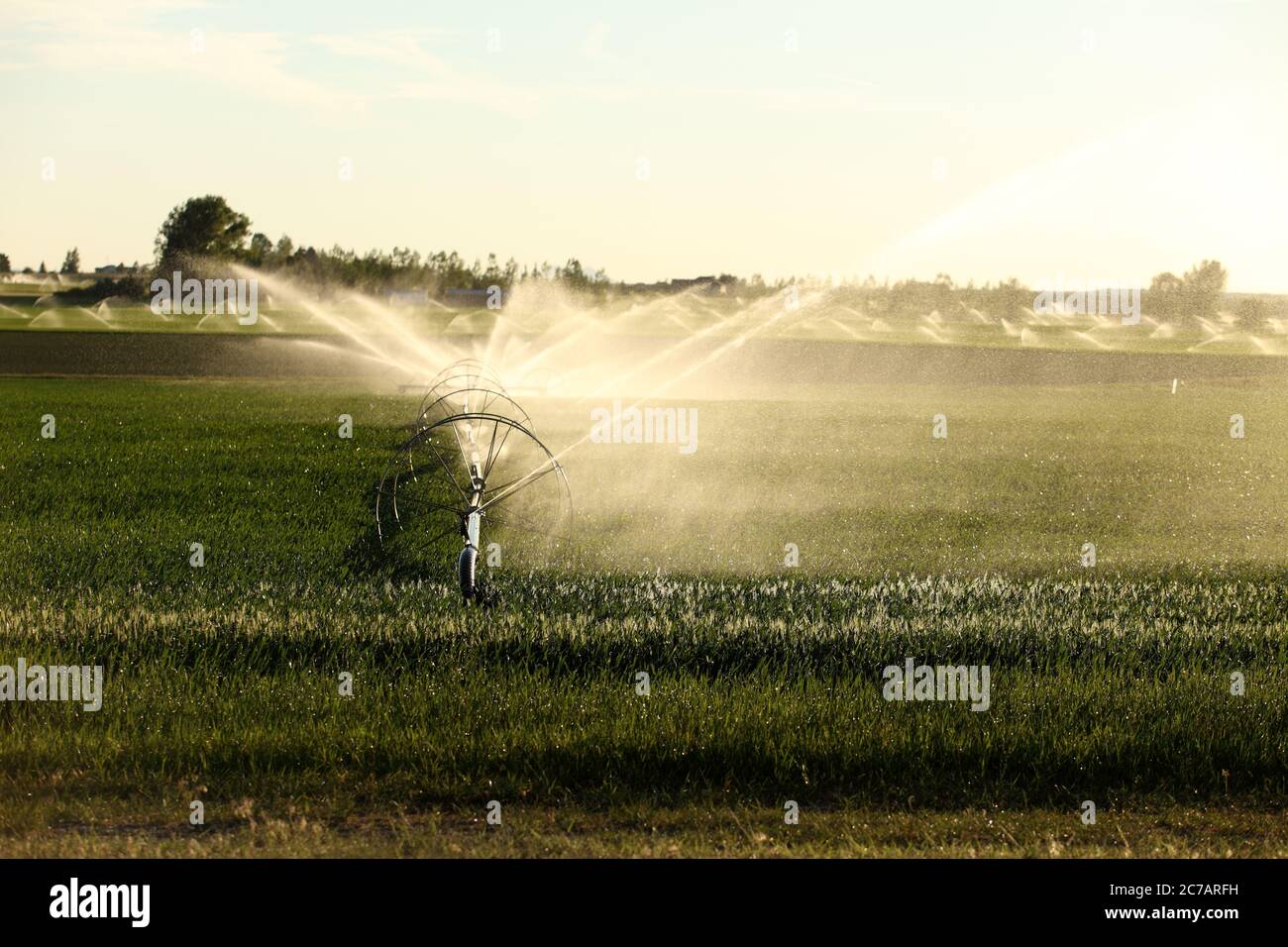 A wheel line sprinkler watering a wheat field in the fertile farm fields of Idaho. Stock Photo