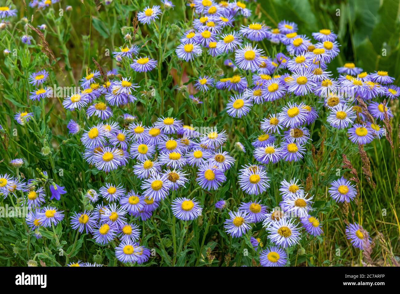Dwarf Alpine Daisys in a Field in Colorado Stock Photo