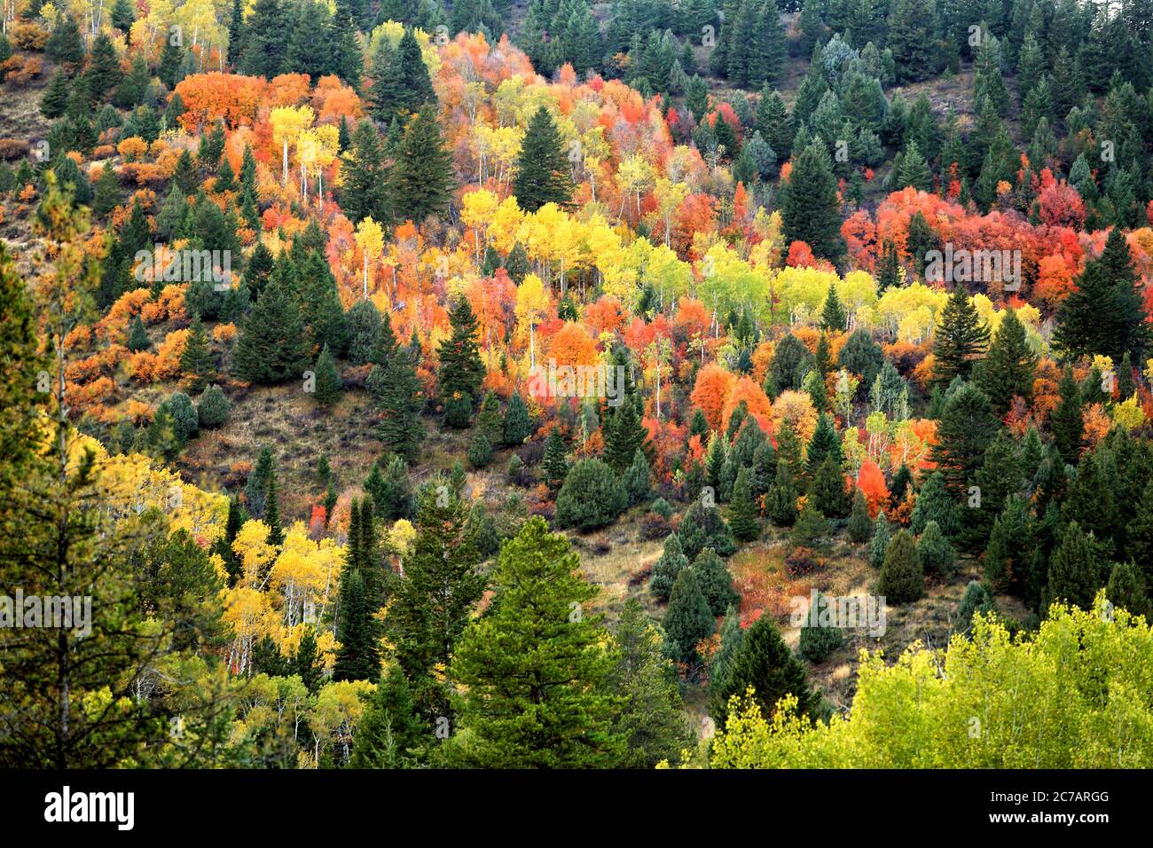 Vibrant autumn colors in s stand of Aspen trees in the mountains of  Idaho. Stock Photo