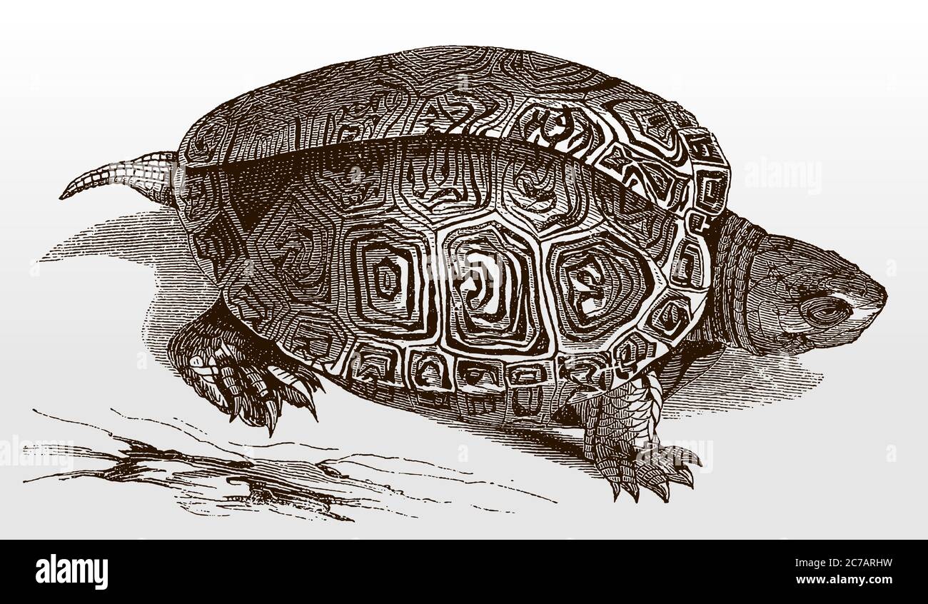 Threatened diamondback terrapin, malaclemys, a turtle from the North American Atlantic coast in top view after an antique illustration from 19c Stock Vector