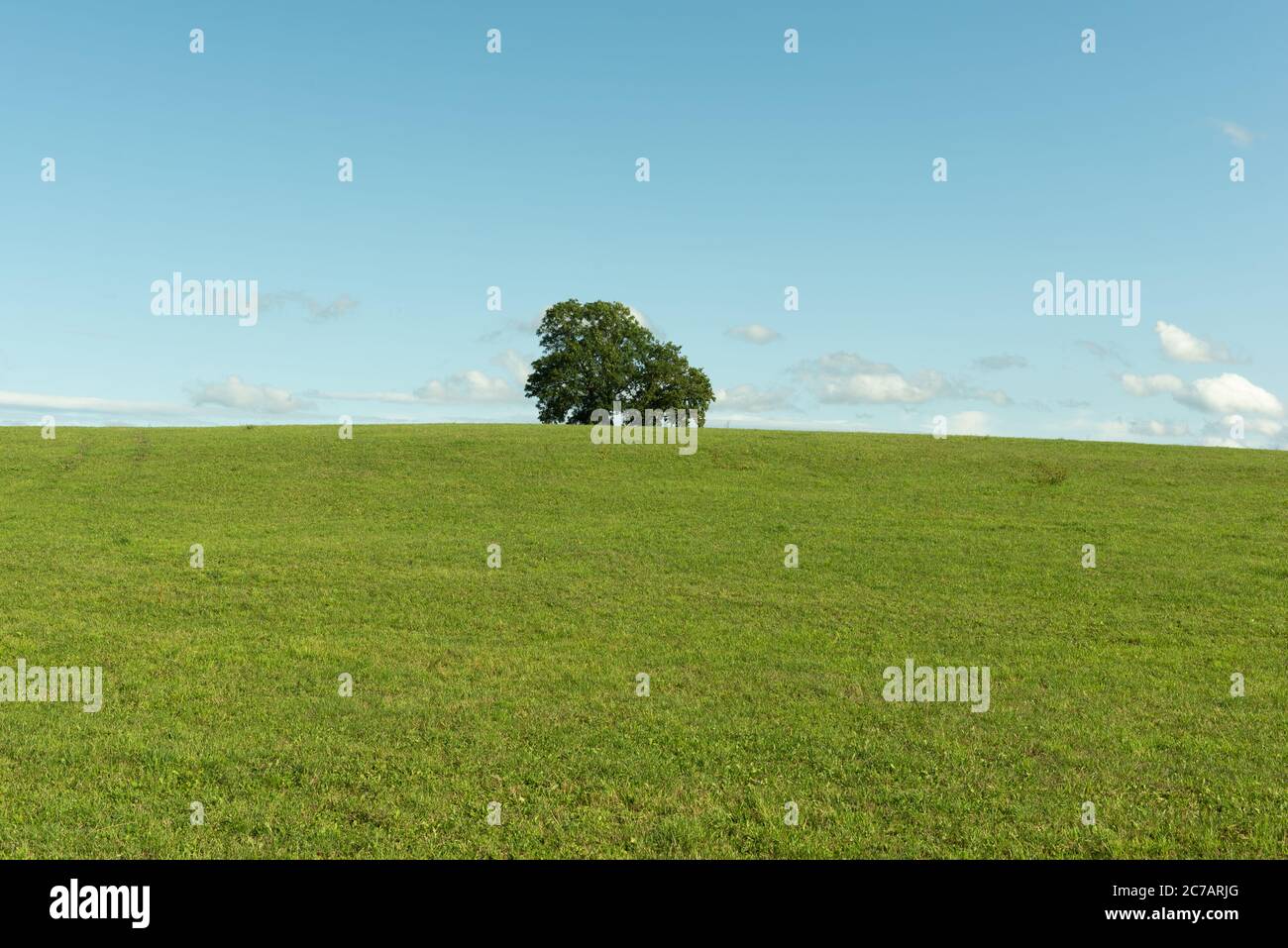 Tree in a field on blue sky in Europe Stock Photo - Alamy