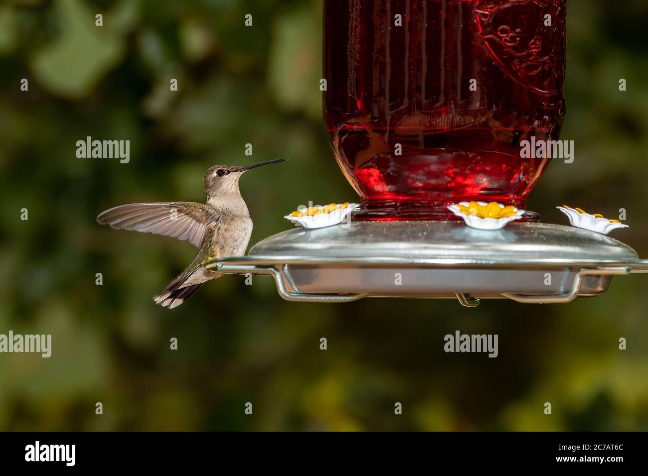 Hummingbird resting on a feeder. Stock Photo