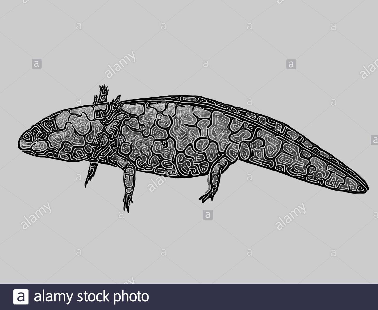 Illustration Of An Axolotl Ambystoma Mexicanum Black And White Drawing With Black Outlines Profile Stock Photo Alamy Illustration Of An Axolotl Ambystoma Mexicanum Black And White Drawing With Black Outlines Profile Stock Photo Alamy
