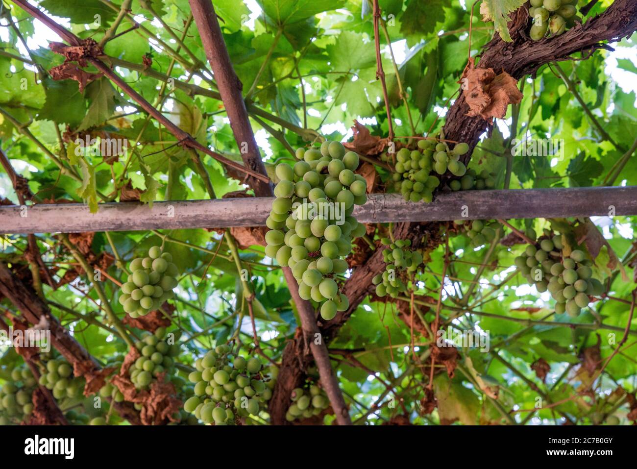 Close up view of green vine grapes hanging at the vine plant in summer ...