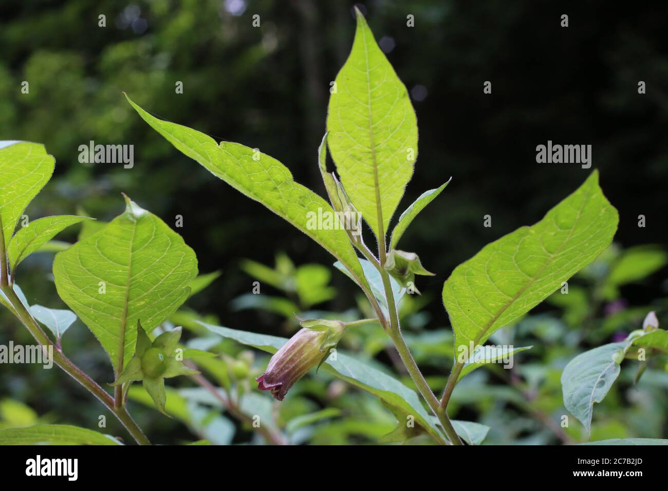 Deadly Nightshade Plant High Resolution Stock Photography And Images Alamy