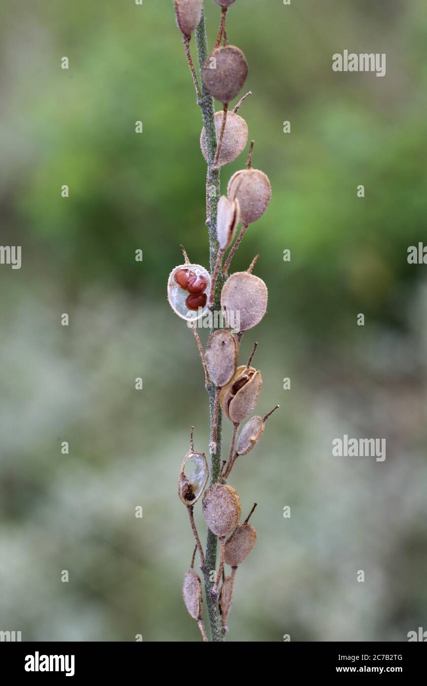 Berteroa incana, Hoary Alyssum. Wild plant shot in summer. Stock Photo