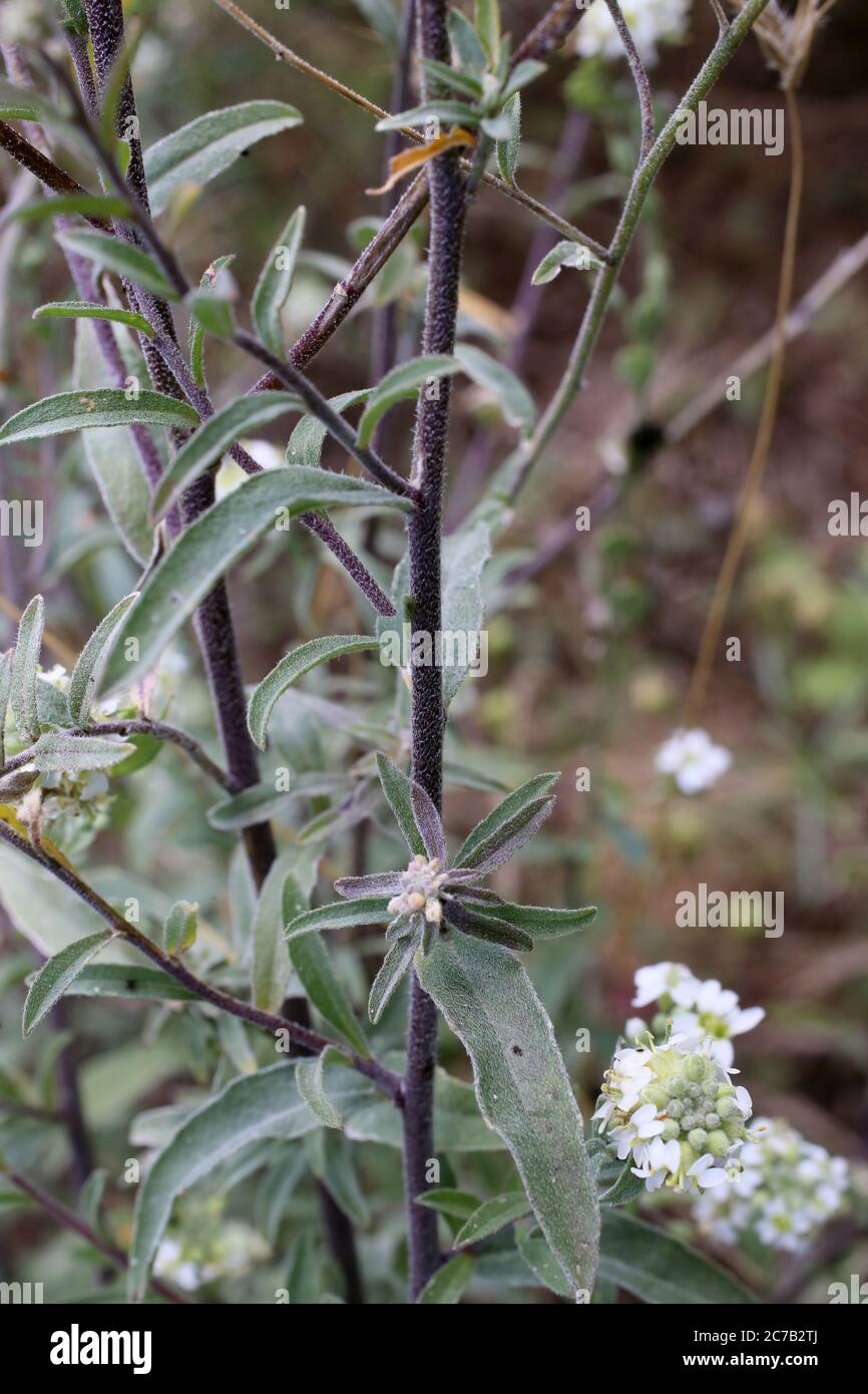 Berteroa incana, Hoary Alyssum. Wild plant shot in summer. Stock Photo