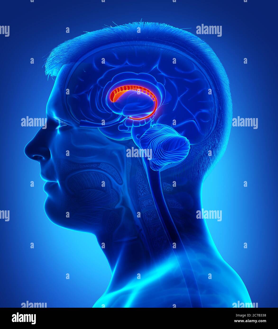 3d rendered medically accurate illustration of a male brains anatomy ...