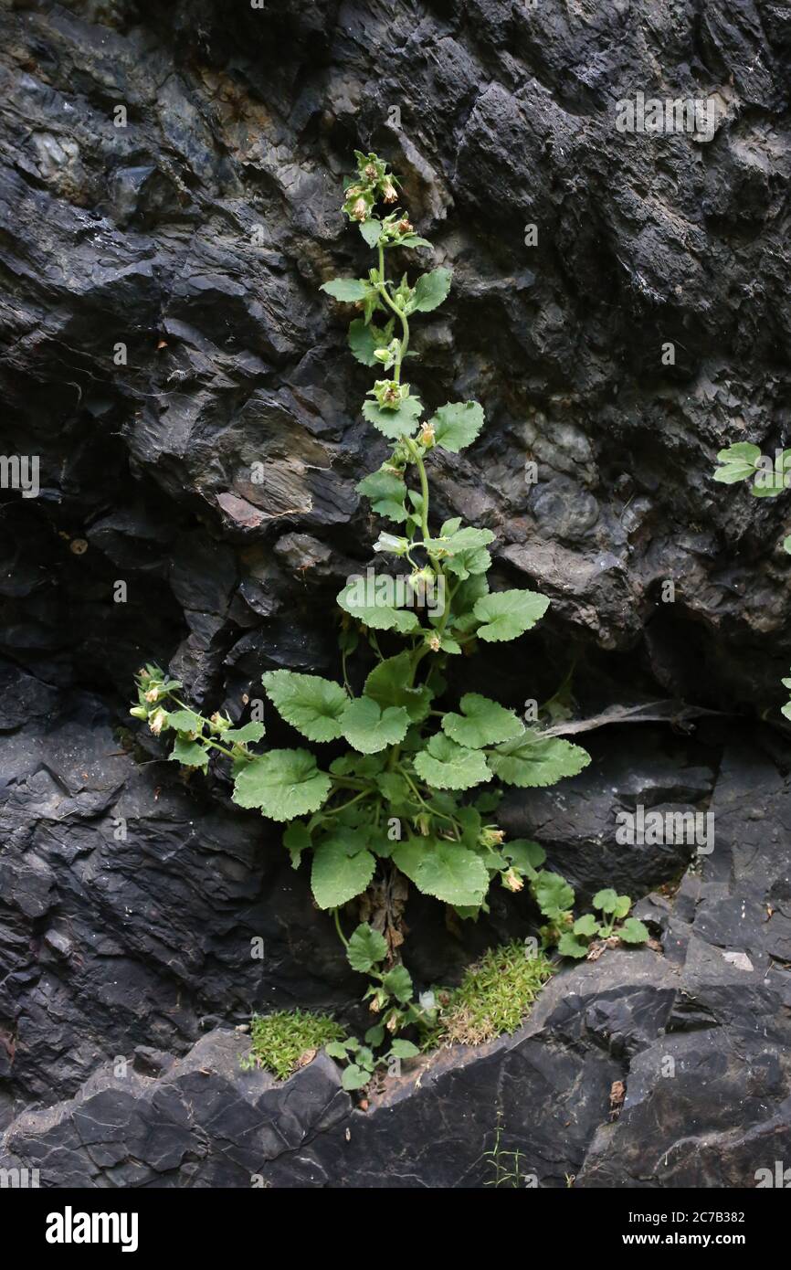 Campanula lanata, Woolly bellflower. Wild plant shot in summer. Stock Photo