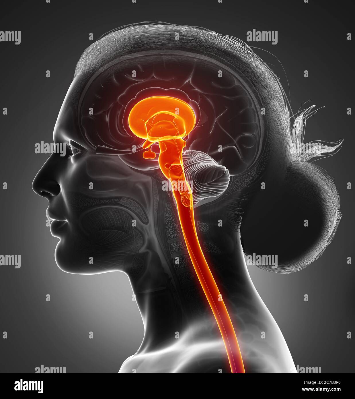 3d rendering medical illustration of brainstem Stock Photo - Alamy