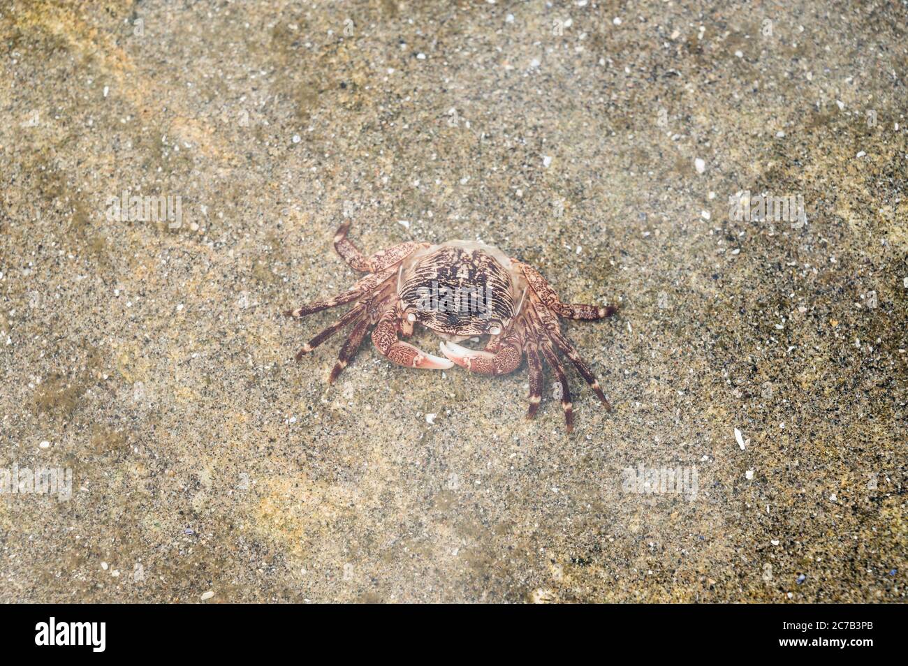 Pacific Ocean crab in a shallow waters of the shore Stock Photo