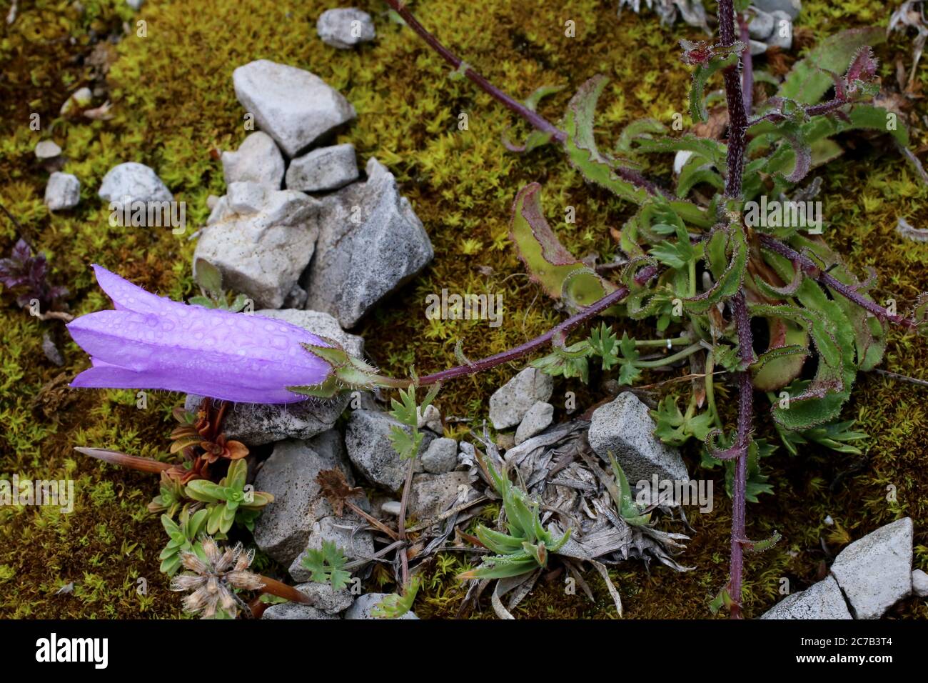 Campanula sibirica subsp. divergentiformis - Wild plant shot in summer. Stock Photo