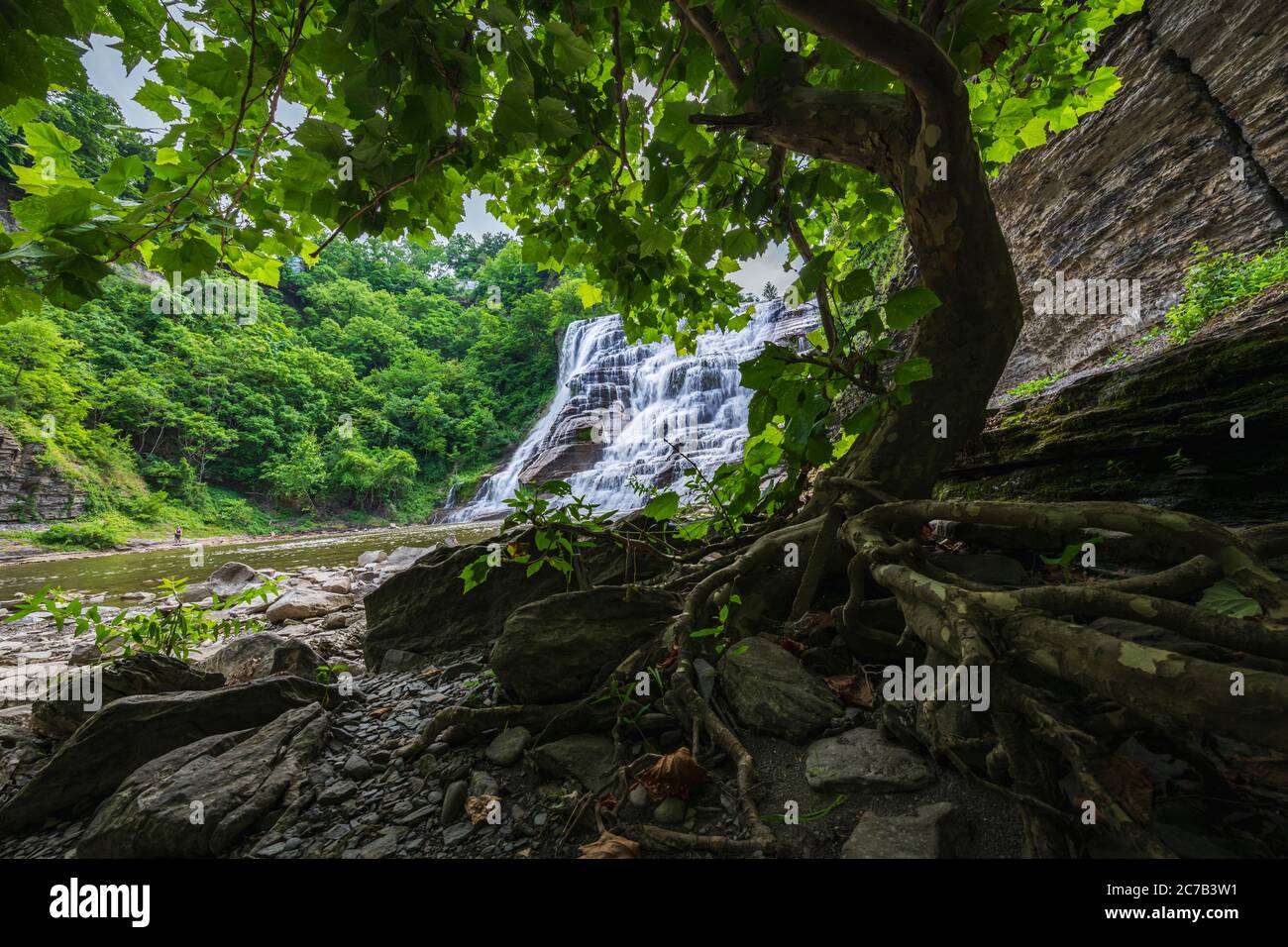 Beautiful old trees in front of the Ithaca Falls, Ithaca, NY Stock