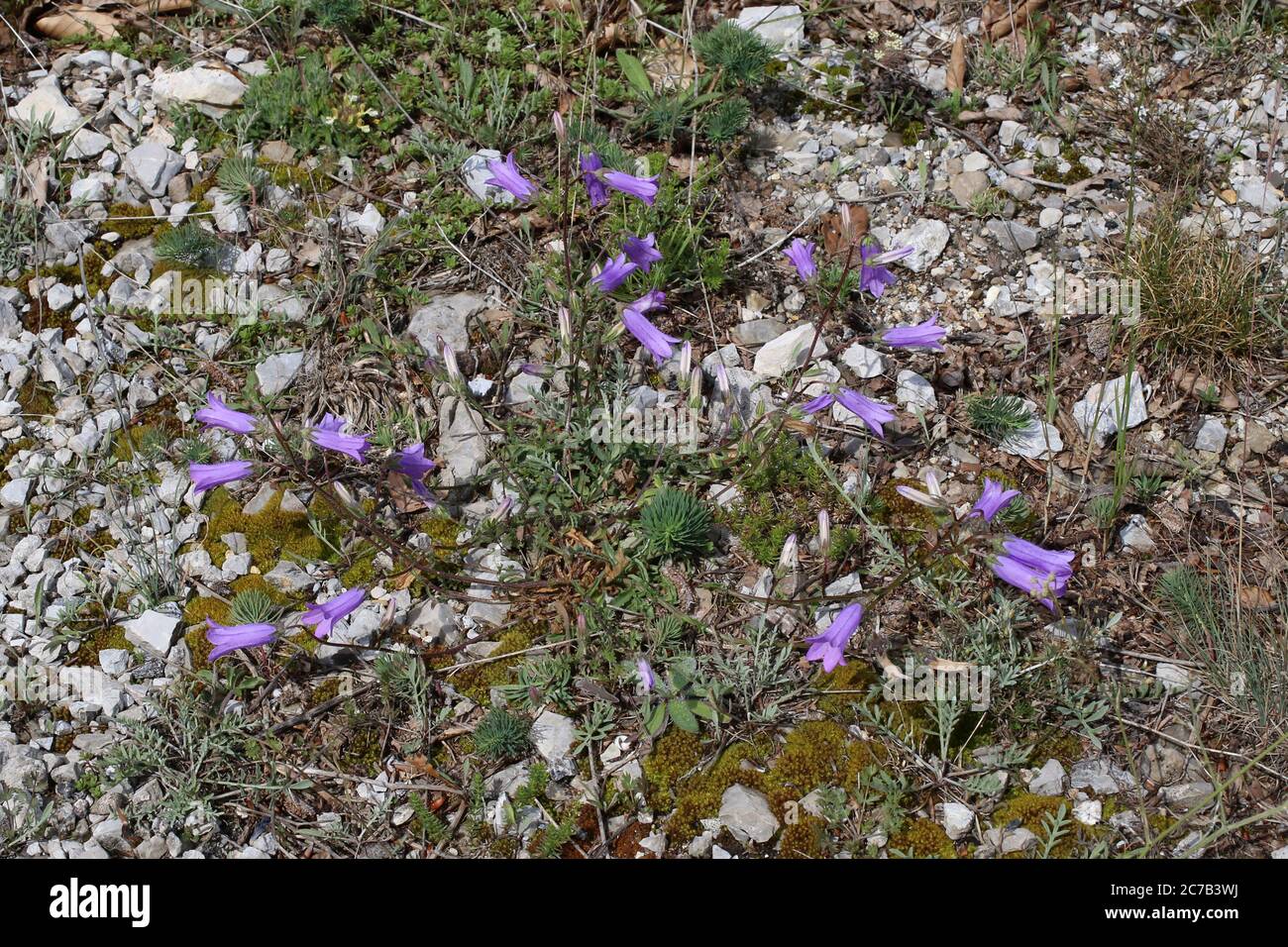 Campanula sibirica subsp. divergentiformis - Wild plant shot in summer. Stock Photo