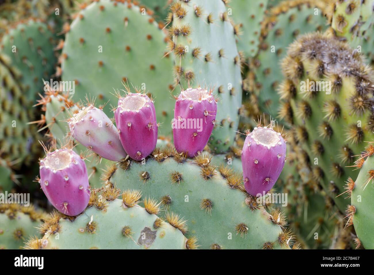 Prickly Pear Cactus with Fruits at the Arizona Cactus Garden Stock Photo