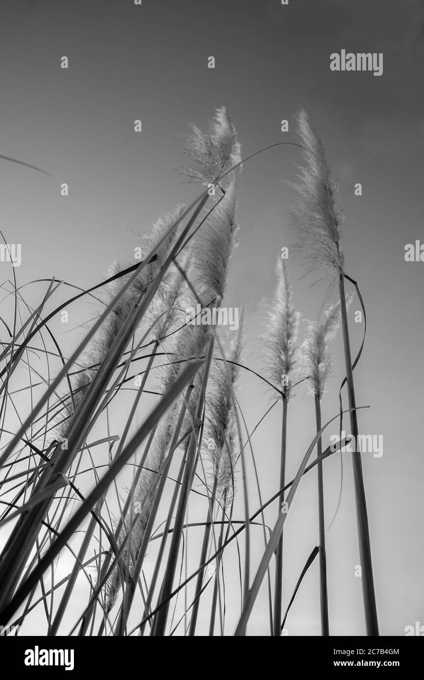 Pampas grass in bloom Stock Photo Alamy