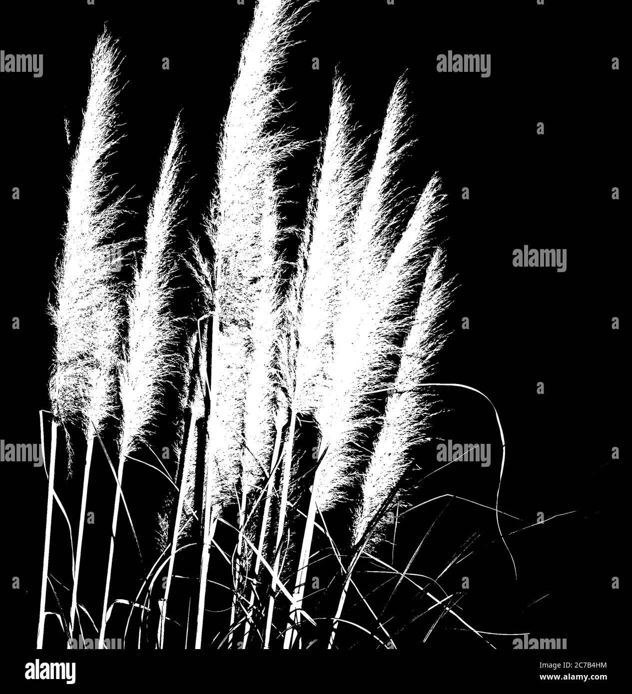 Pampas grass field Black and White Stock Photos & Images - Alamy