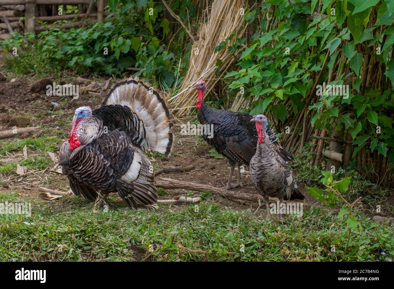 Turkeys in a Hmong village near Phonsavan (originally known as Muang