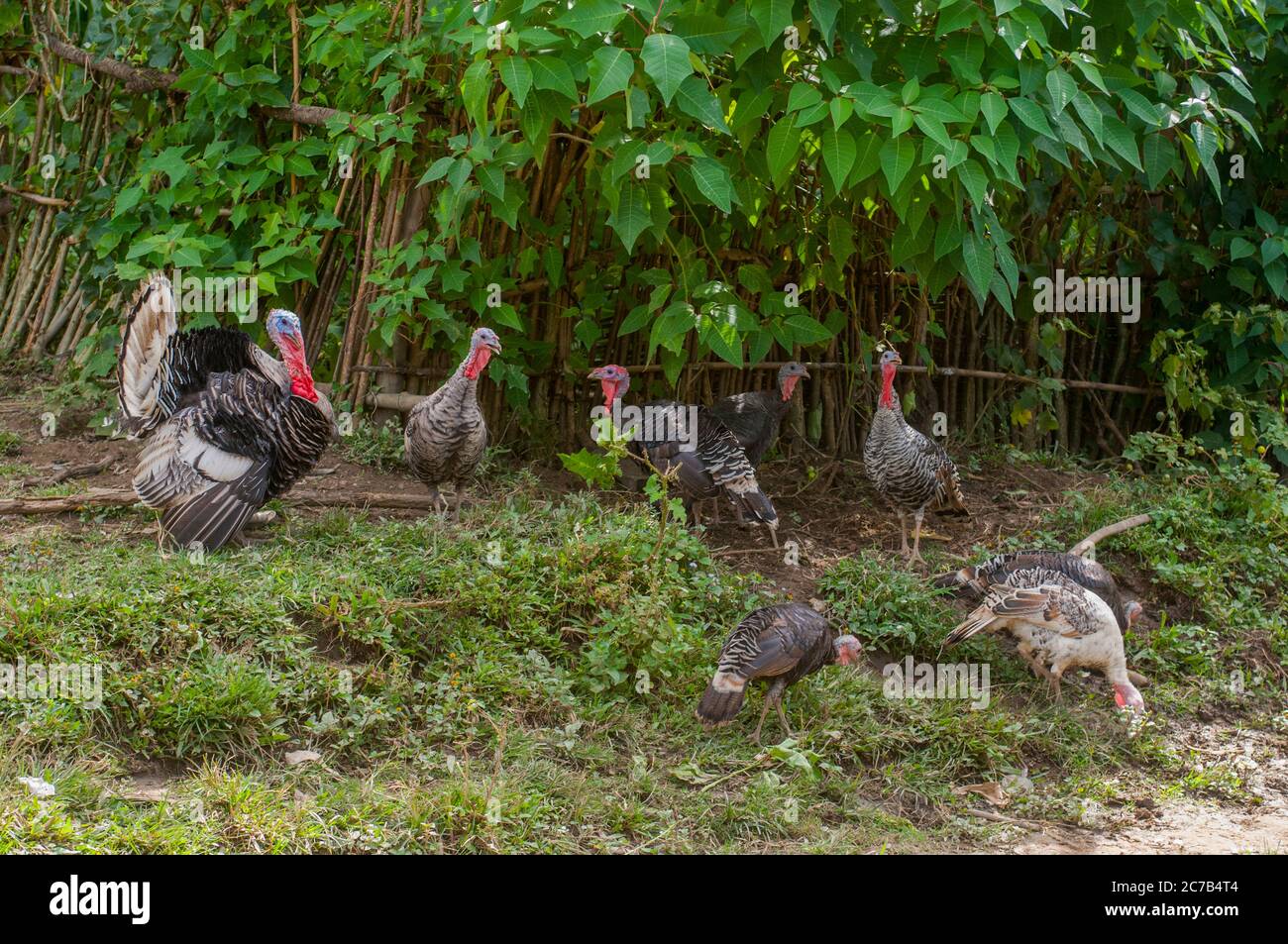 Turkeys in a Hmong village near Phonsavan (originally known as Muang