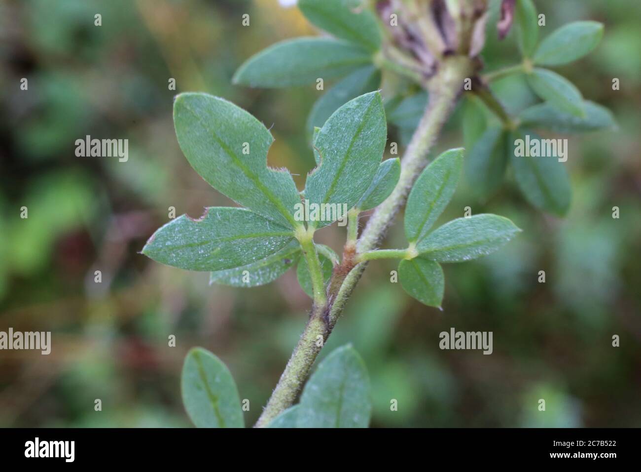 Chamaecytisus albus - Wild plant shot in summer. Stock Photo
