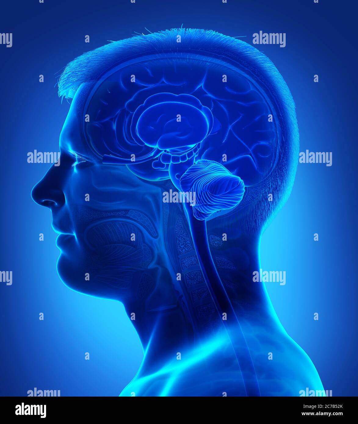 3d rendered medically accurate illustration of a male brain anatomy ...