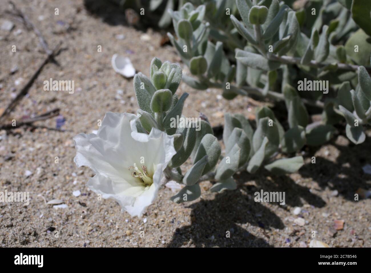 Convolvulus persicus - Wild plant shot in summer. Stock Photo
