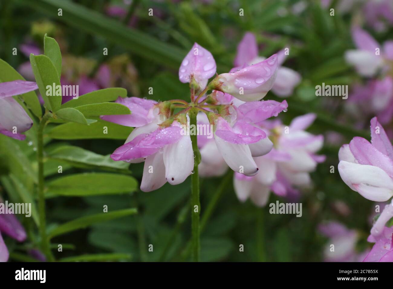 Coronilla varia, Crown Vetch. Wild plant shot in summer Stock Photo - Alamy