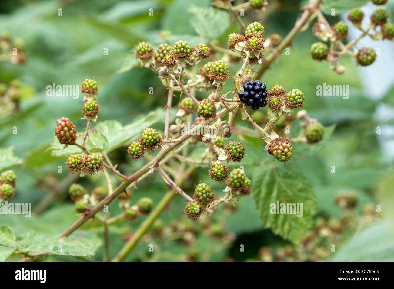 Under Ripe Blackerry ripe and unripe blackberry fruits on a plantripe and unripe blac Stock ...