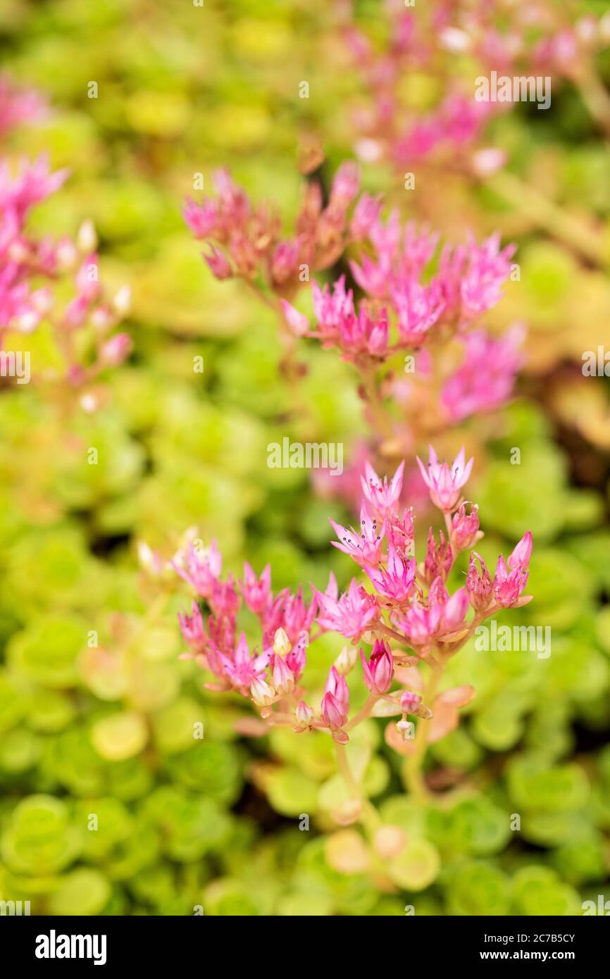 Sedum spurium, the Caucasian stonecrop or two-row stonecrop, a flowering plant in family Crassulaceae in a summer garden in Wellesley, Massachusetts. Stock Photo