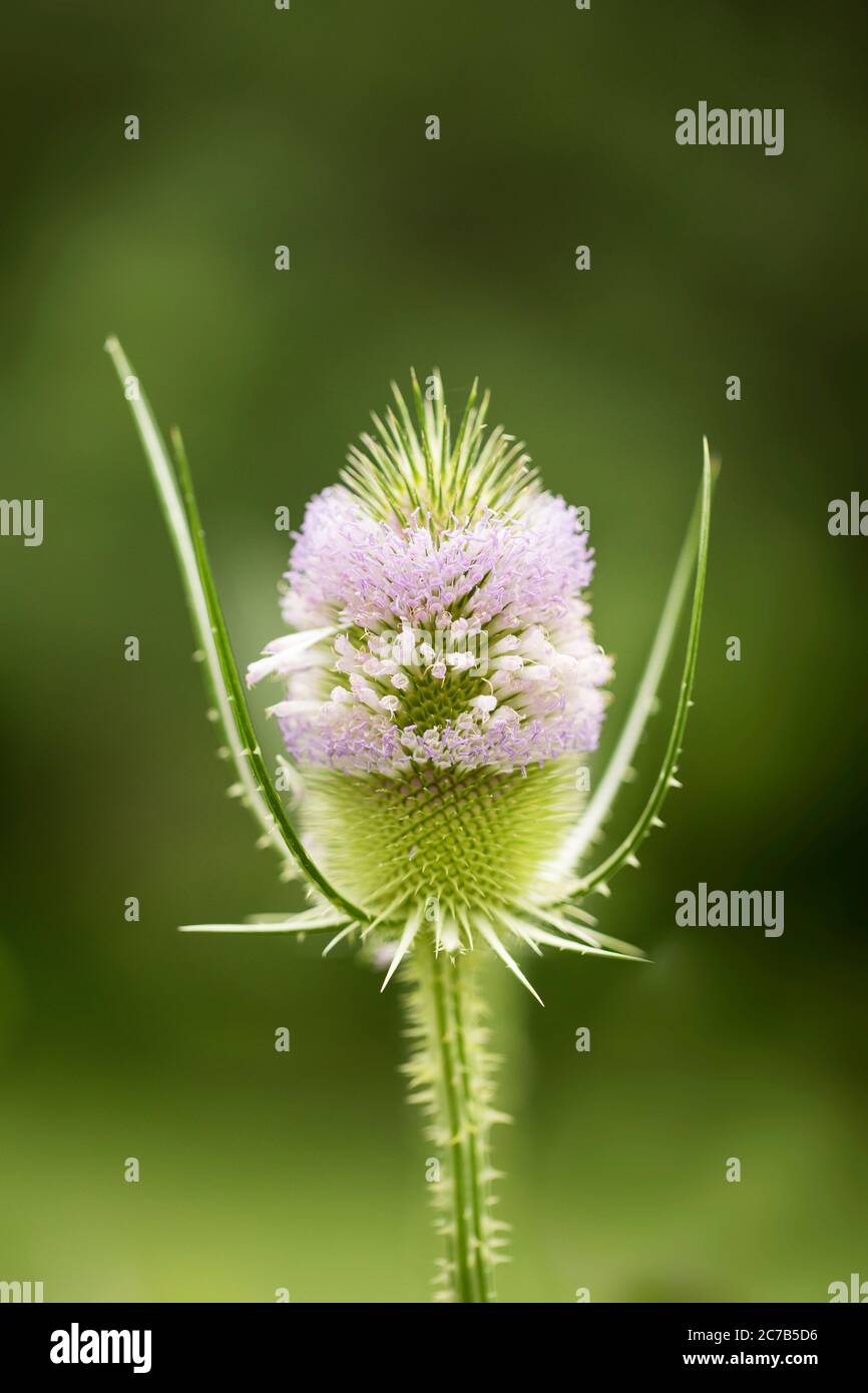 Dipsacus fullonum, known as wild teasel, common teasel, or fuller's teasel, with its purple flowers, is an invasive species in the United States. Stock Photo