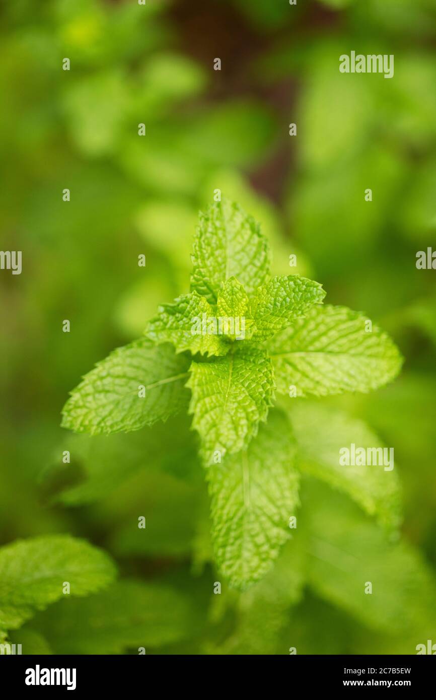 Sorrel (Rumex acetosa) also known as common or garden sorrel, spinach dock or narrow-leaved dock, a perennial herb in family Polygonaceae. Stock Photo