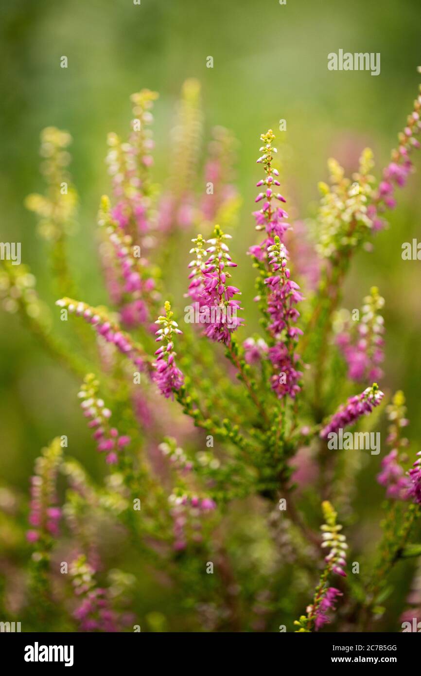 Heather (Calluna vulgaris), also known as common heather or ling, in the genus Calluna in the flowering plant family Ericaceae. Stock Photo