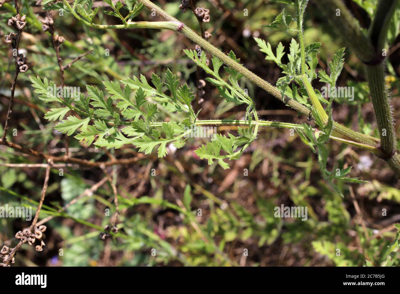 Daucus carota, Wild Carrot. Wild plant shot in summer. Stock Photo
