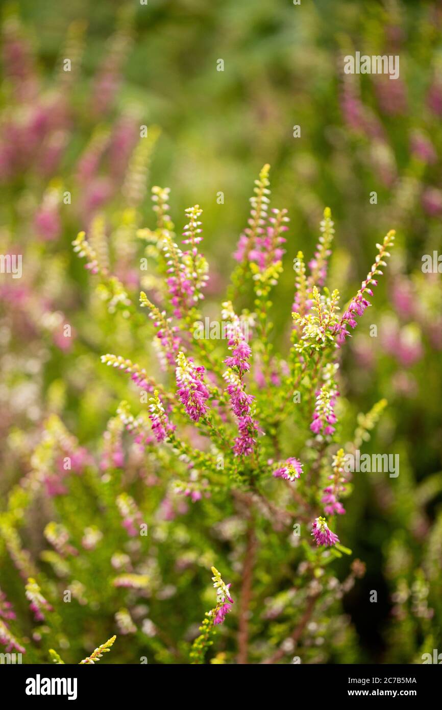 Heather (Calluna vulgaris), also known as common heather or ling, in the genus Calluna in the flowering plant family Ericaceae. Stock Photo