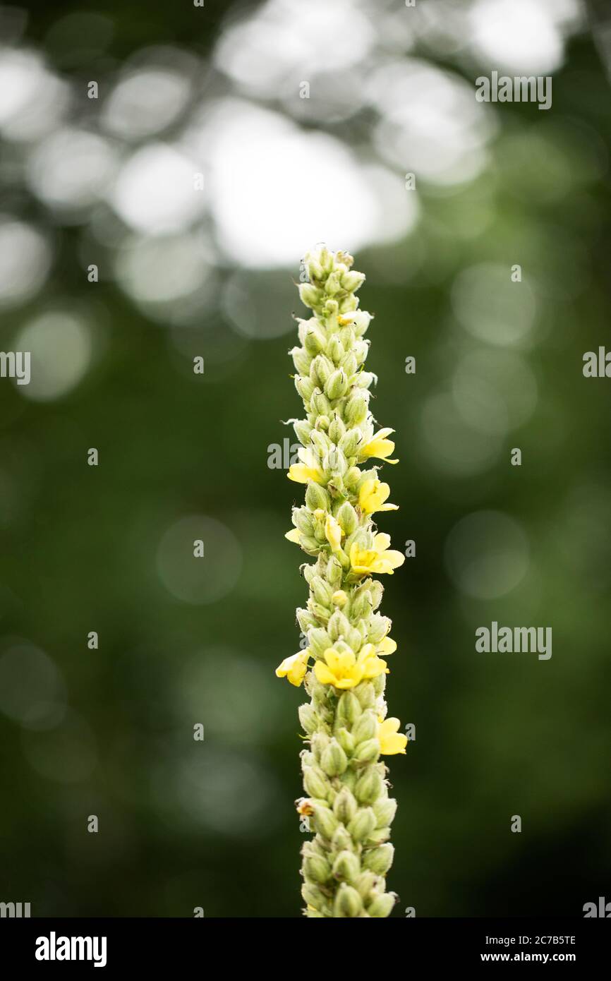 Verbascum thapsus, the great mullein or common mullein, is native to Europe, northern Africa and Asia. It is used in traditional medicine and as a dye. Stock Photo