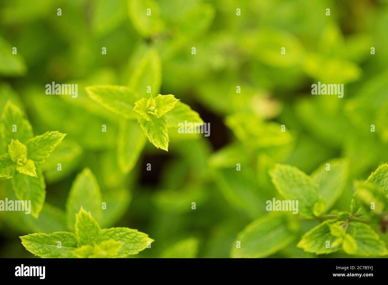 Spearmint (Mentha spicata), known as garden mint, common mint, lamb mint and mackerel mint, in variety Kentucky Colonel, growing in an herb garden. Stock Photo
