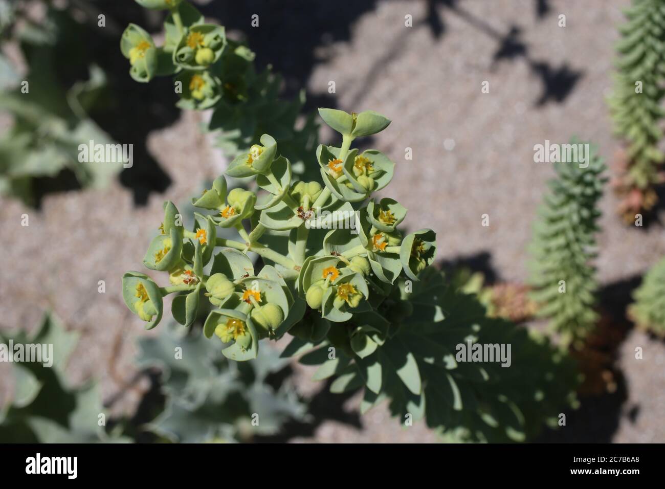 How To Look Up Old Google Map Photos