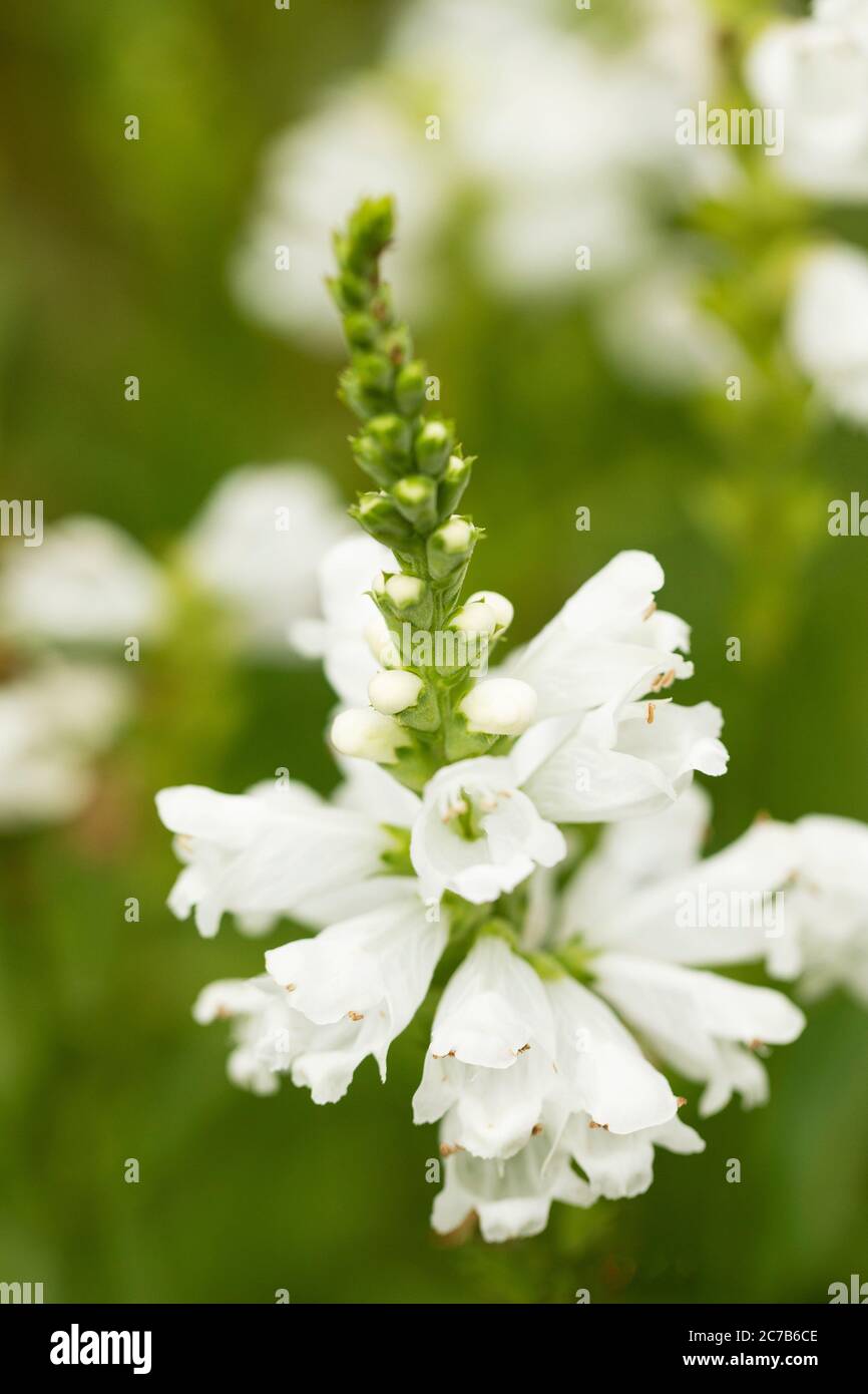 A white obedient plant (Physostegia virginiana), also known as obedience or false dragonhead, in family Lamiaceae, native to North America. Stock Photo
