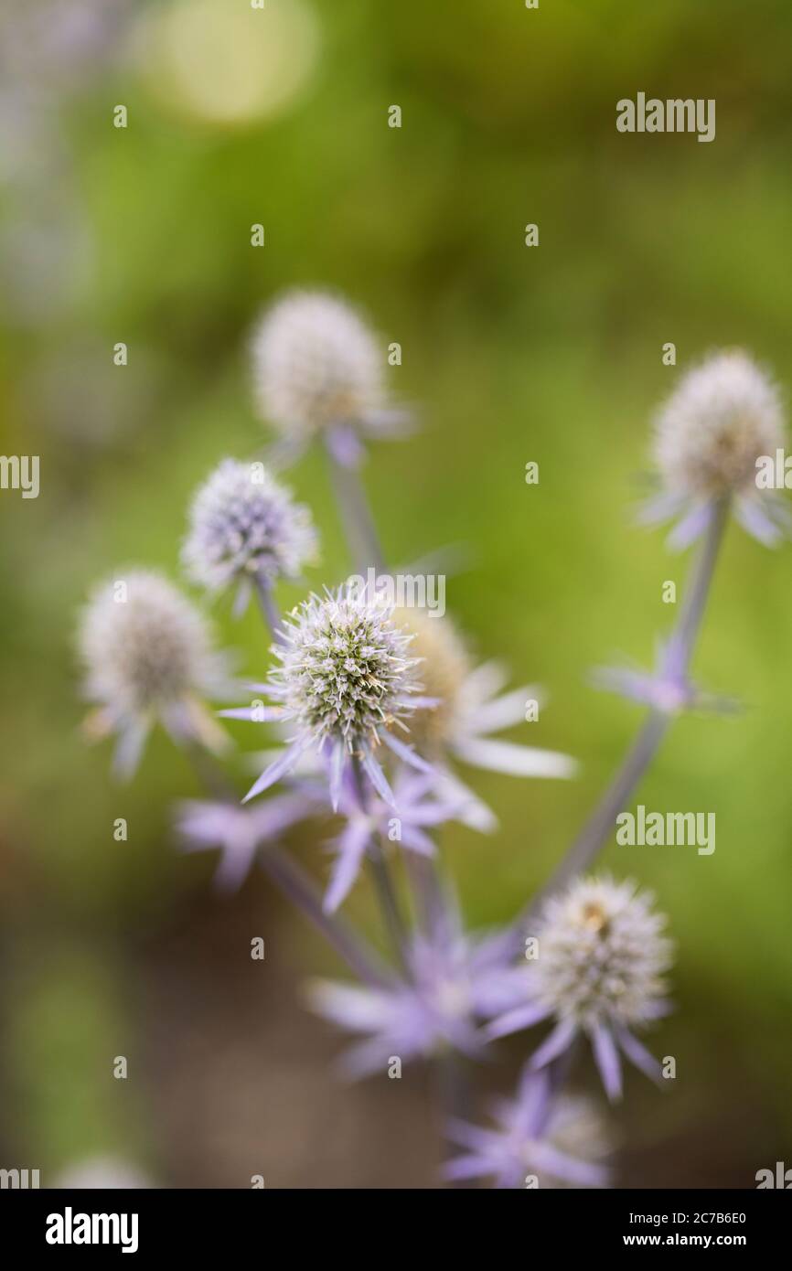 Blue eryngo (Eryngium planum) or flat sea holly, in family Apiaceae, a thistle native to central and southeastern Europe and central Asia. Stock Photo