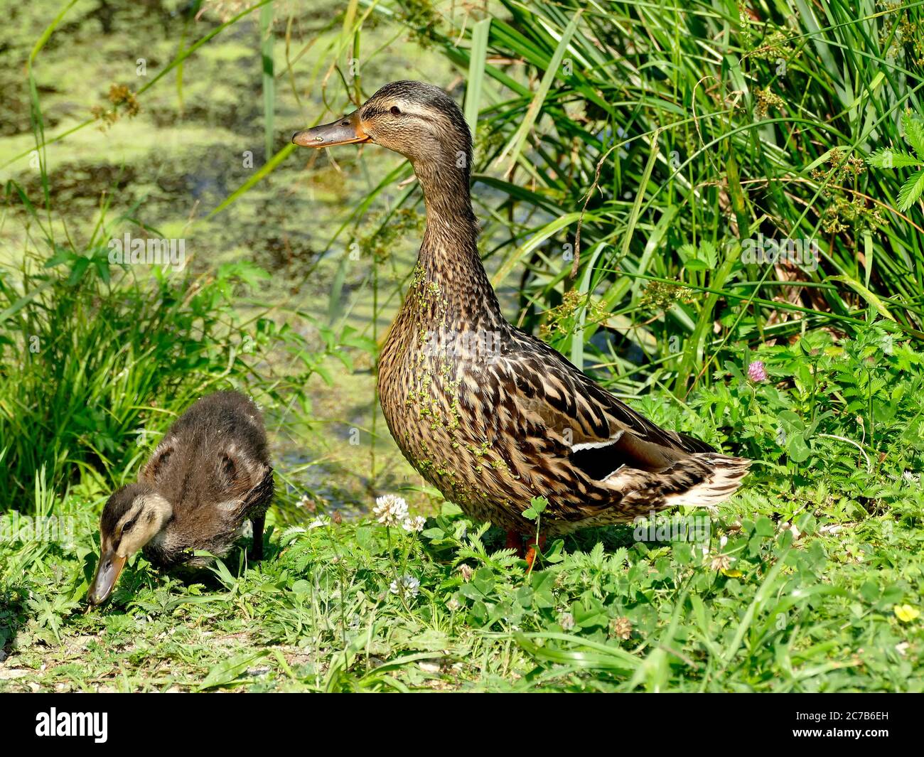 Duck Offspring Hen with offspring hi-res stock photography and images - Alamy