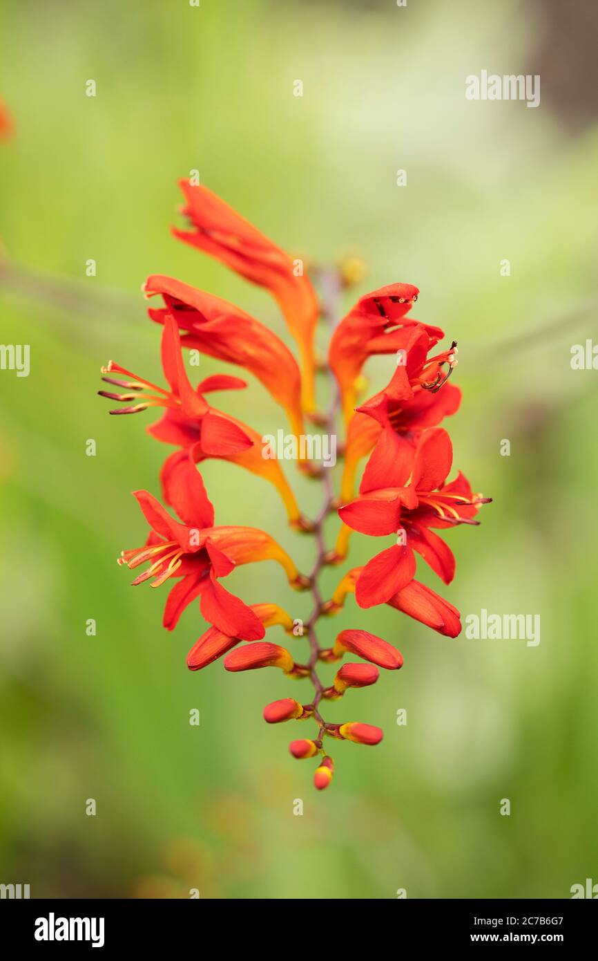 Lucifer, a red variety of Crocosmia, also known as montbretia, a flowering plant in the iris family, Iridaceae, that is native to Africa. Stock Photo