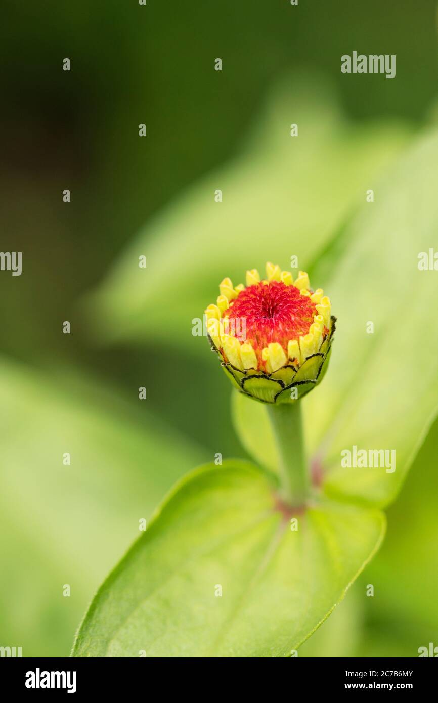 The bud of a zinnia (Zinnia elegans) in a summer garden in Wellesley, Massachusetts, USA. Stock Photo