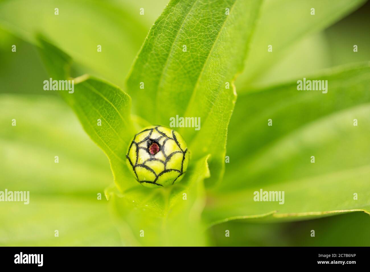 The bud of a zinnia (Zinnia elegans) in a summer garden in Wellesley, Massachusetts, USA. Stock Photo
