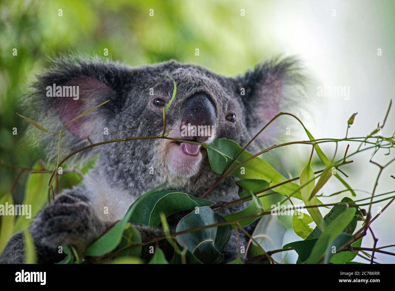 Close up of a koala feeding on eucalyptus leaves Stock Photo