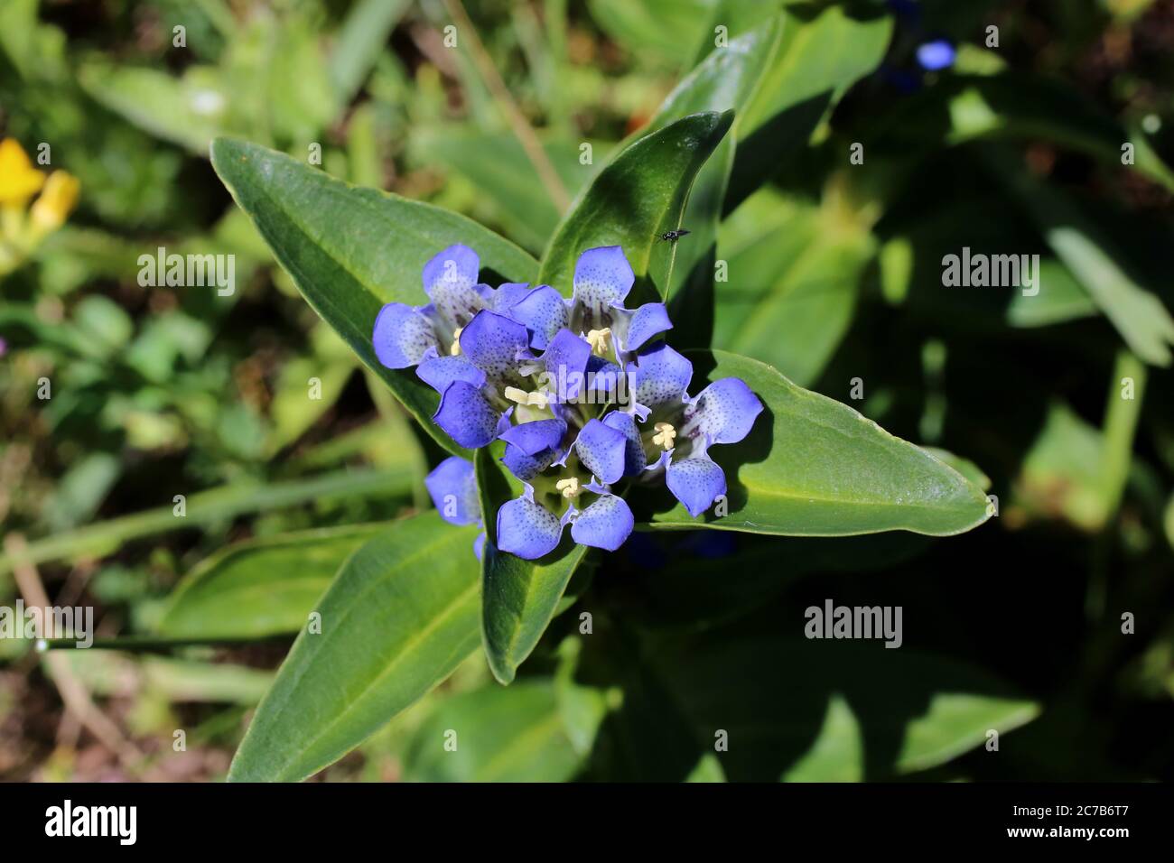 Gentiana cruciata, Cross Gentian. Wild plant shot in summer. Stock Photo