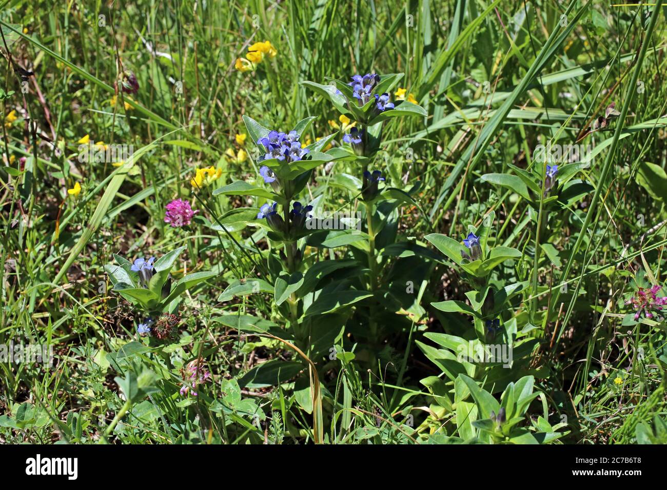 Gentiana cruciata, Cross Gentian. Wild plant shot in summer. Stock Photo