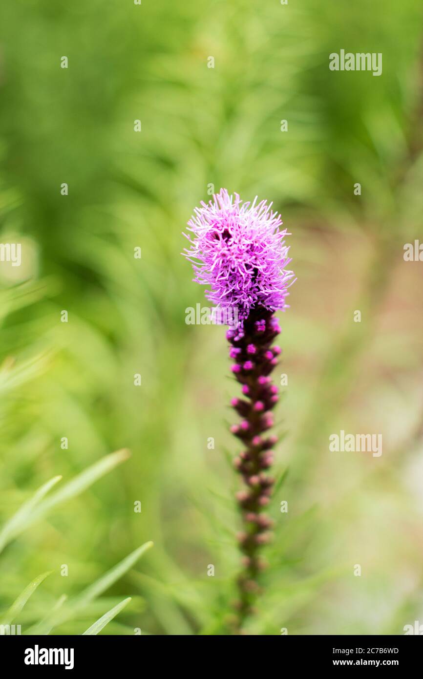 Liatris pycnostachya, or prairie blazing star, is native to tallgrass prairies in the midwestern and eastern United States. Stock Photo