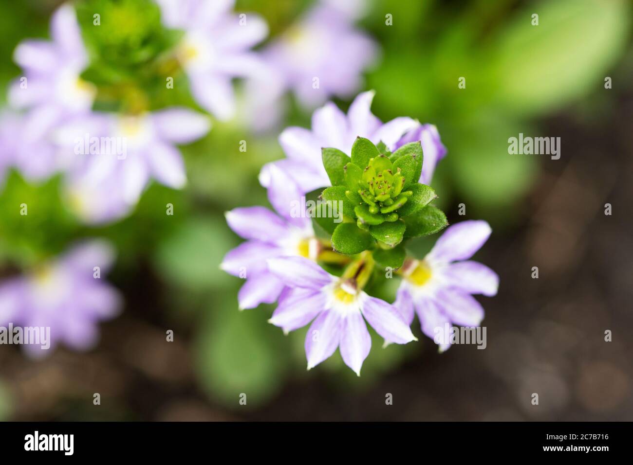 Scaevola aemula, the fairy fan-flower or common fan-flower, in the family Goodeniaceae, native to southern Australia, in variety Starlight Whirlwind. Stock Photo